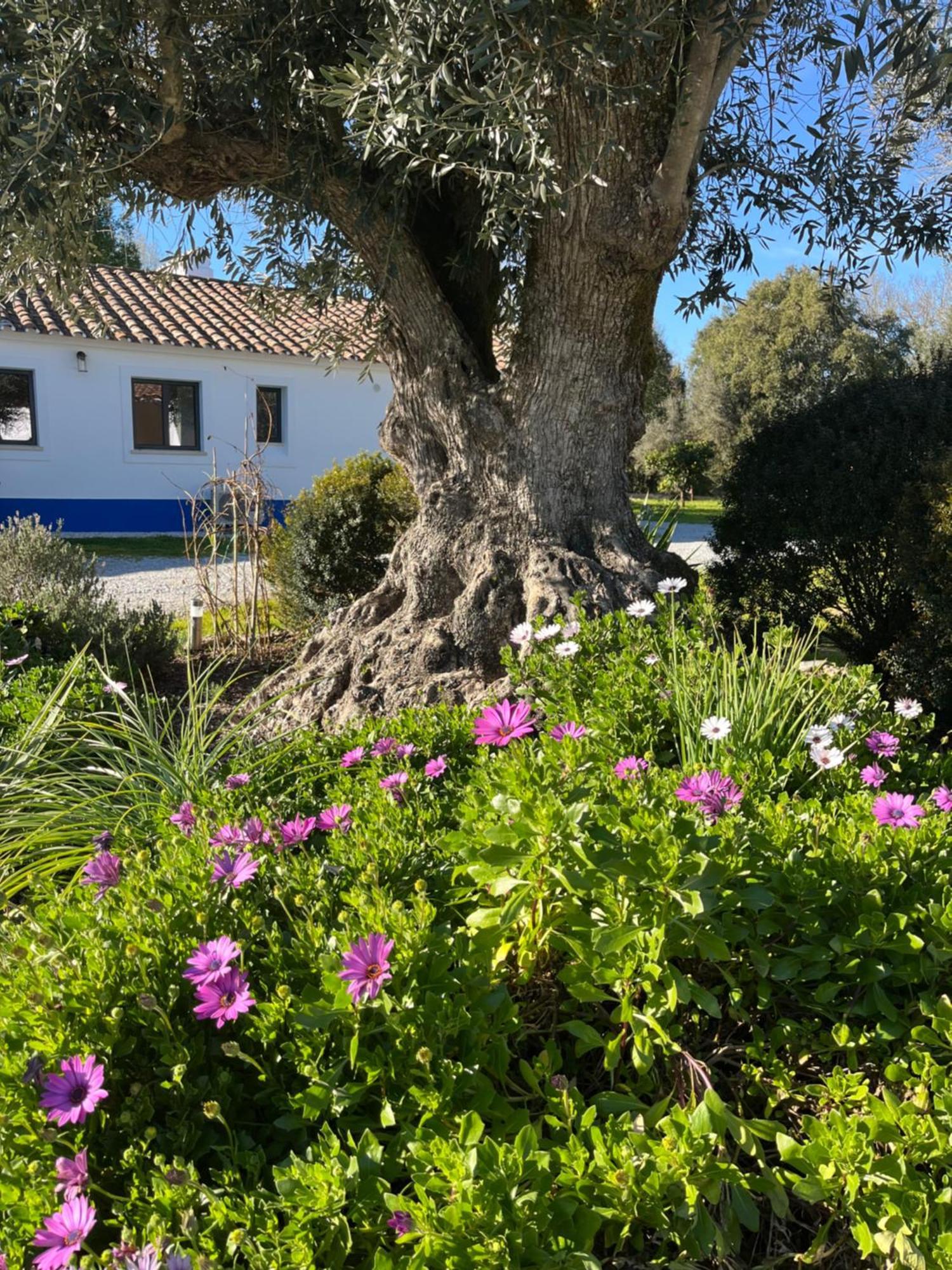 Villa Quinta Do Faisco Évora Exterior foto